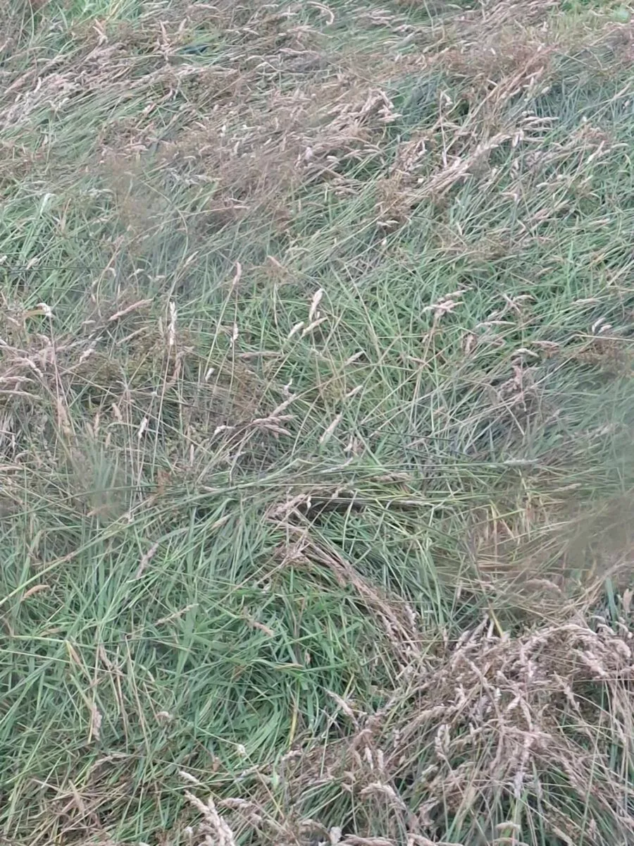 Hay/bedding - Image 1