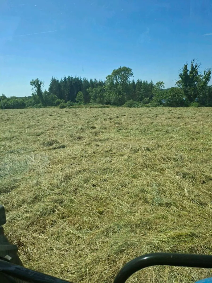 Hay/bedding - Image 2