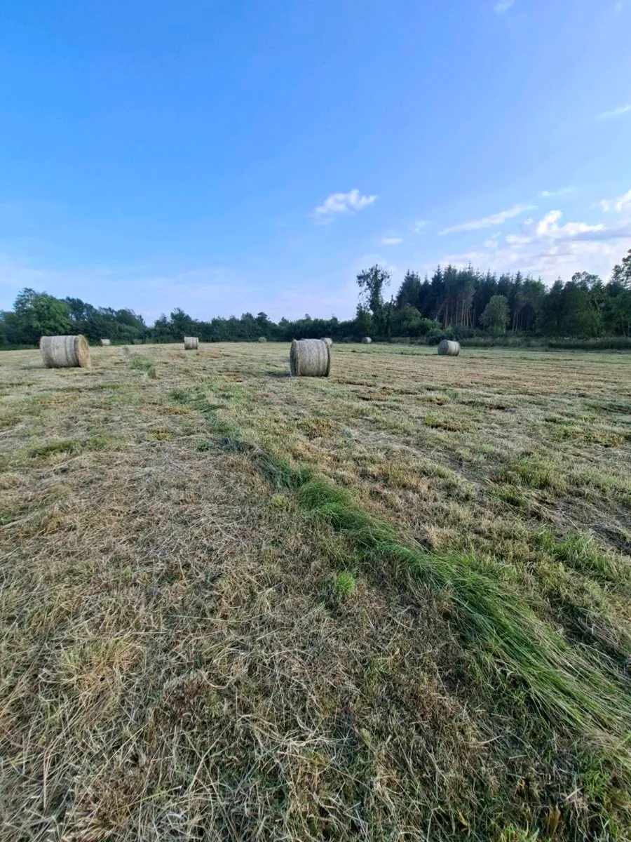 Hay/bedding - Image 3