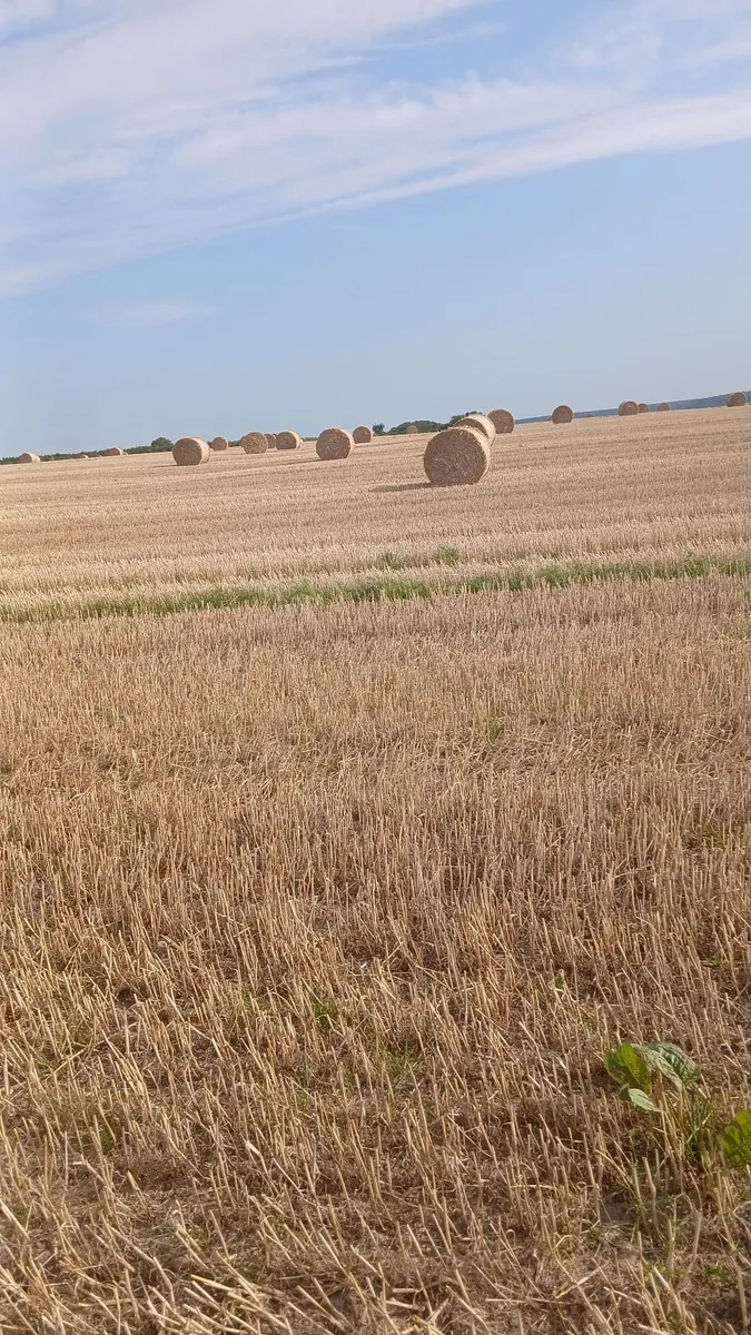 Straw for sale - Image 3