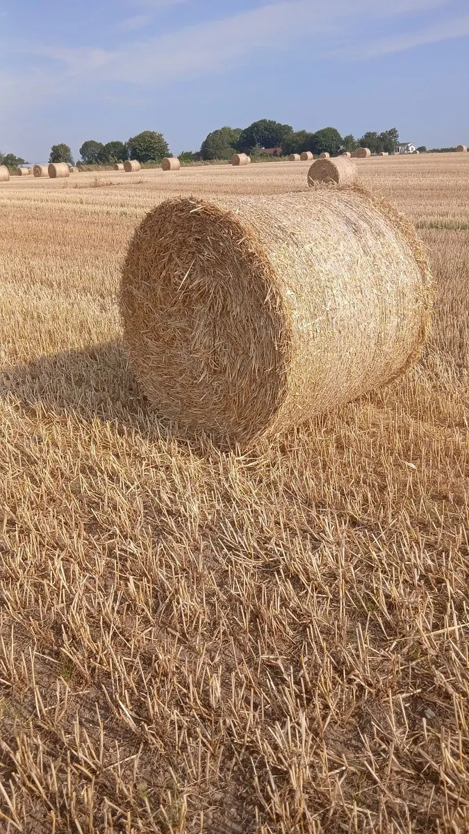 Straw for sale - Image 1