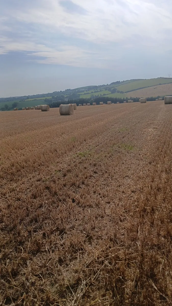 Straw for sale - Image 2
