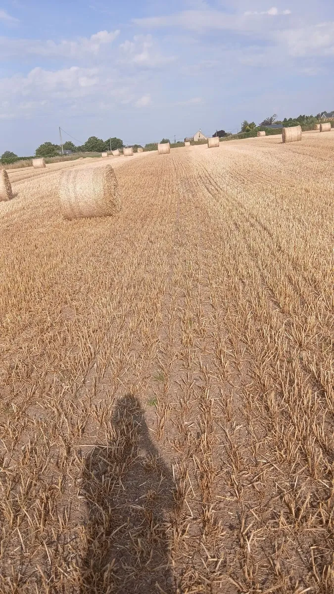 Straw for sale - Image 4