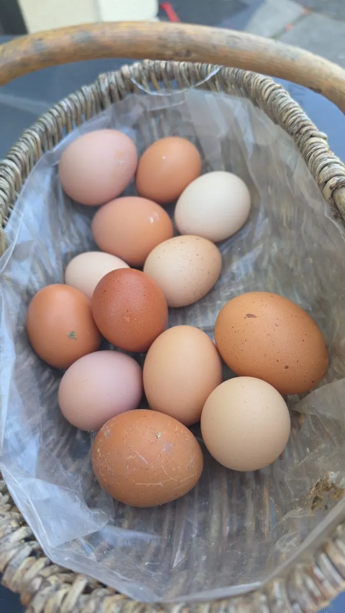 Fertilised hatching eggs - Image 1