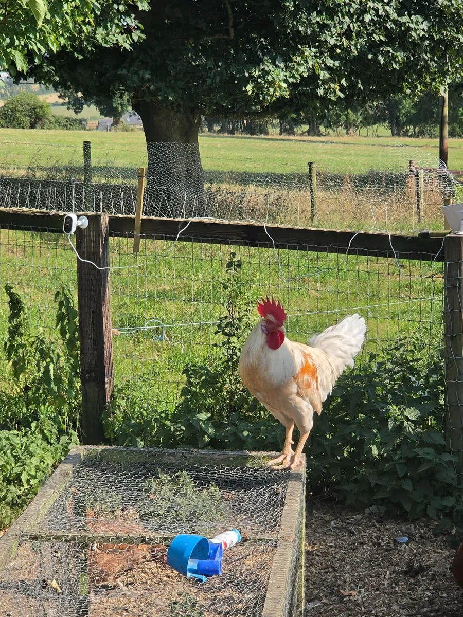 Fertilised hatching eggs - Image 3