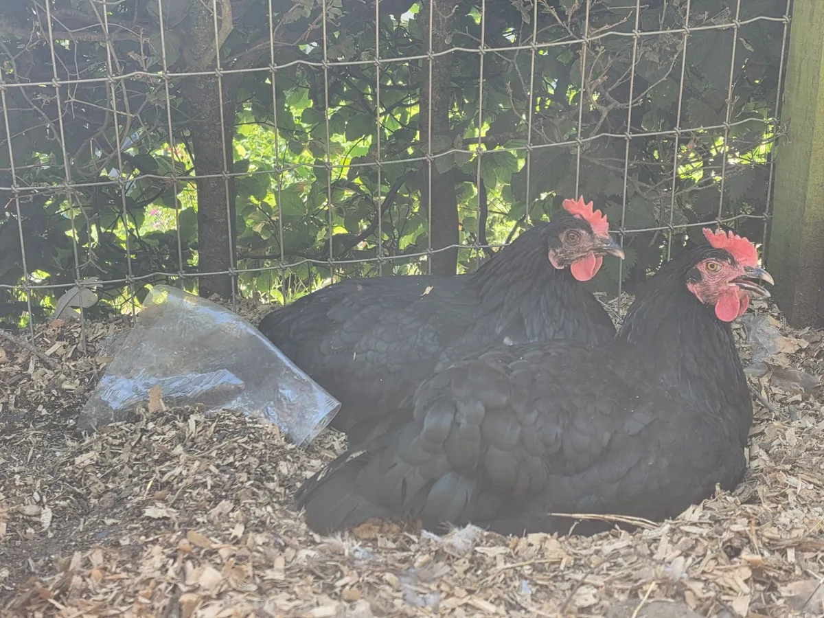 Fertilised hatching eggs - Image 4