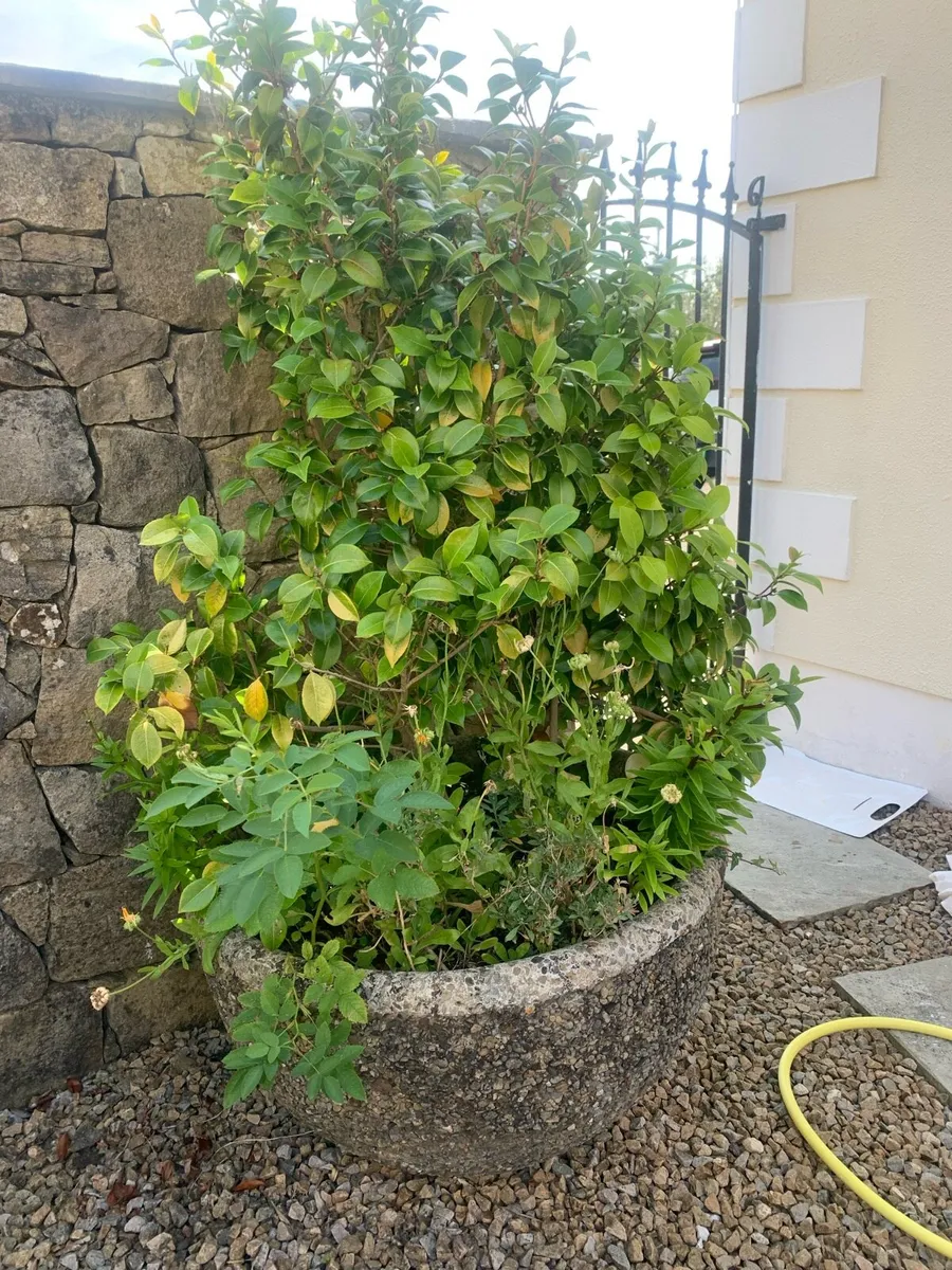 Concrete Pots - Image 3