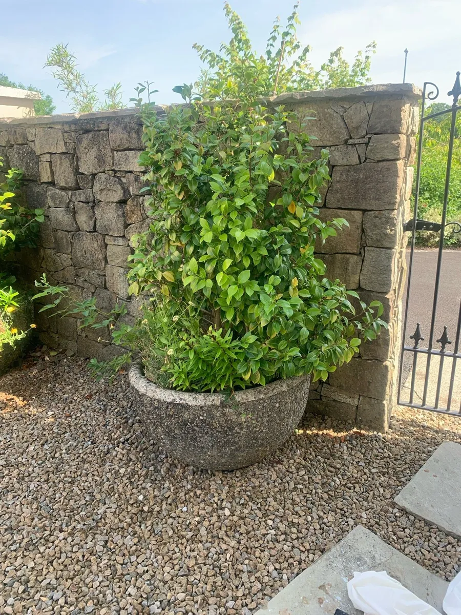 Concrete Pots - Image 2