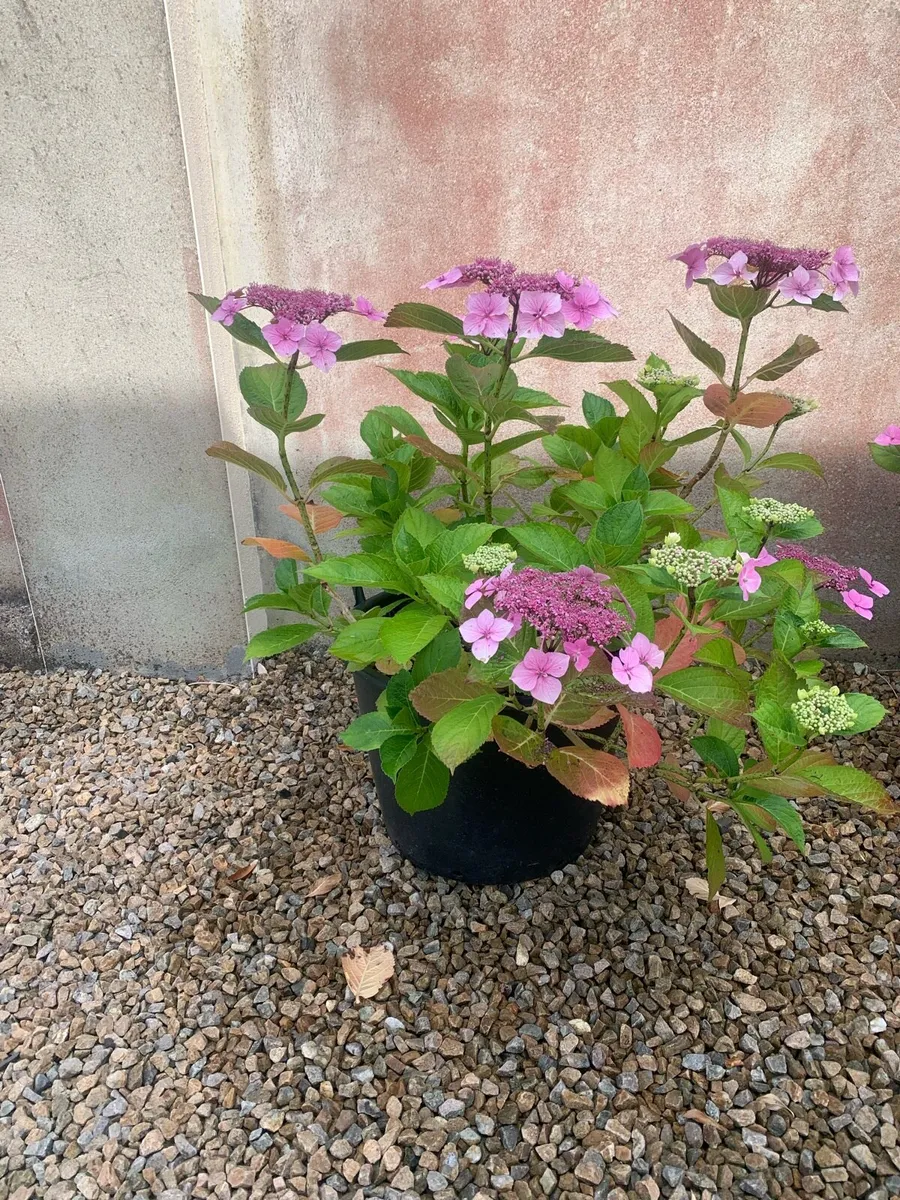 Flower pots and shrubs - Image 1