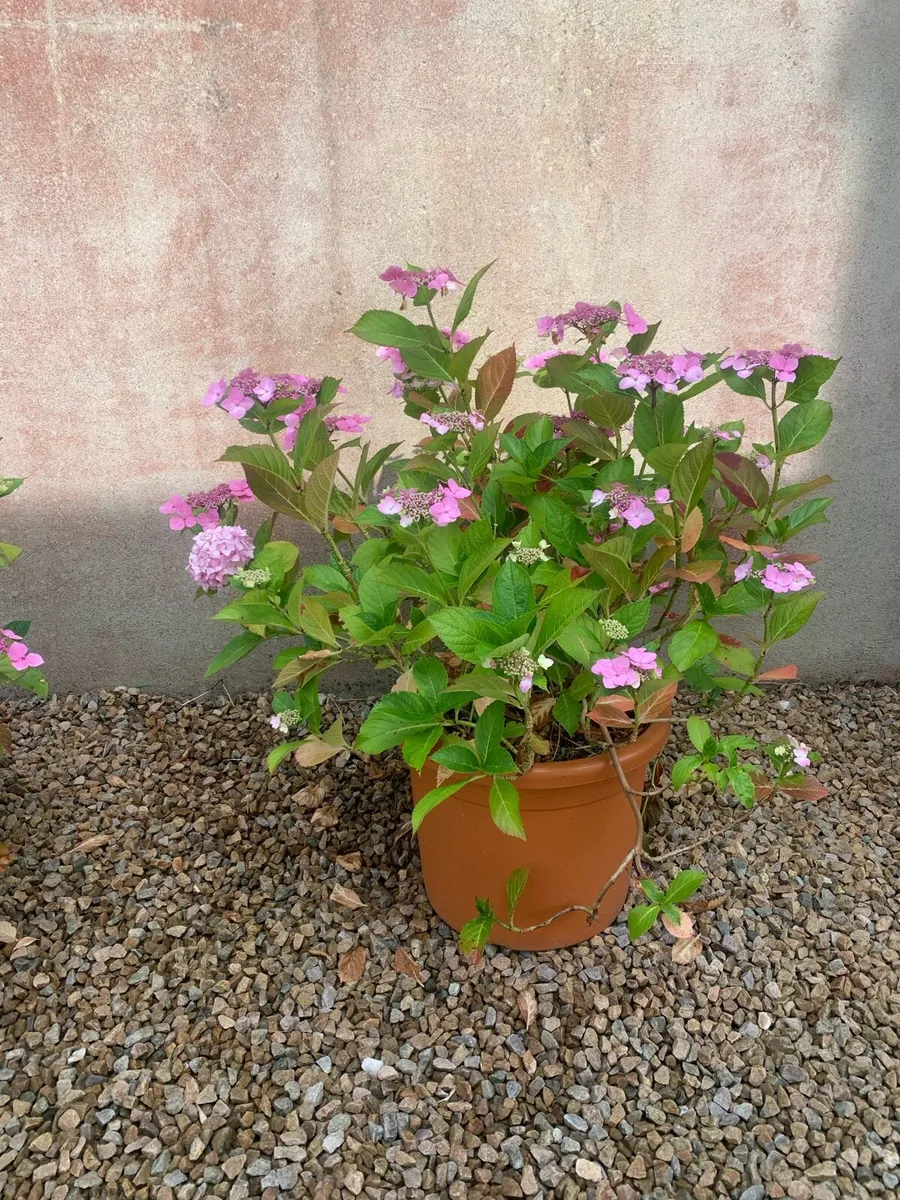 Flower pots and shrubs - Image 2