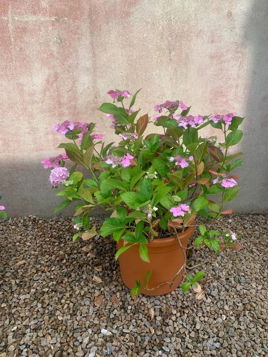 Flower pots and shrubs - Image 3
