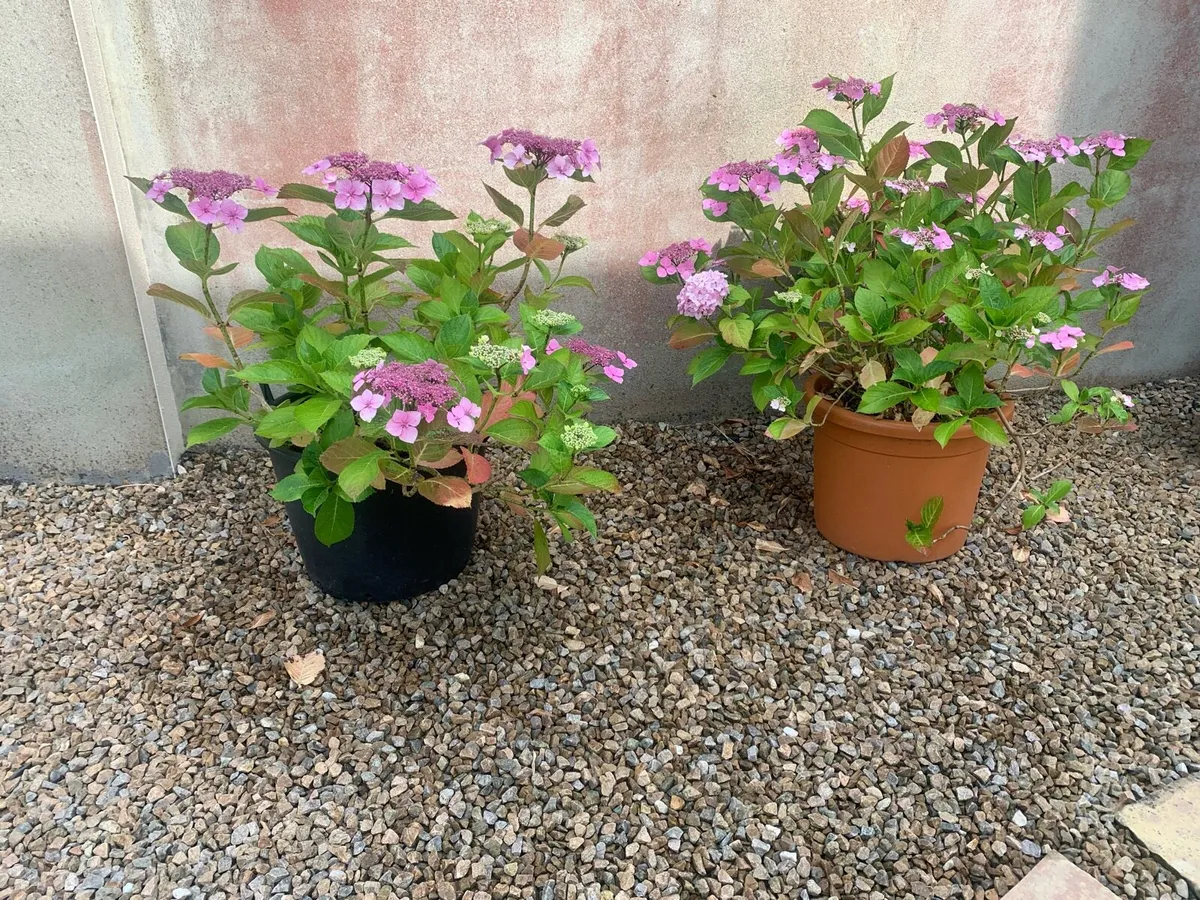 Flower pots and shrubs - Image 4