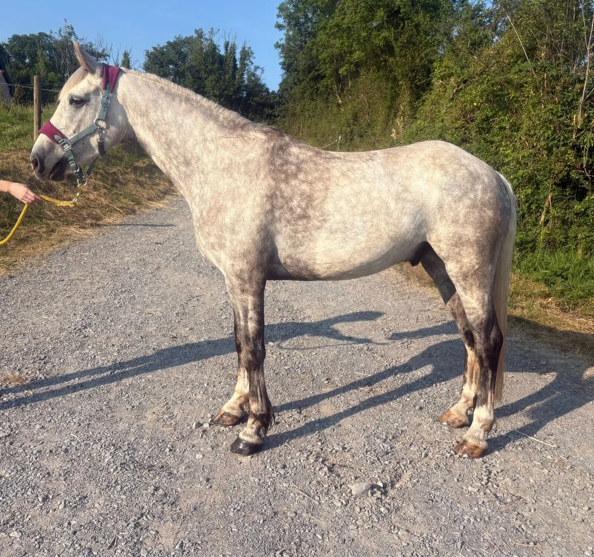15.1 Irish Draught Gelding - Image 2
