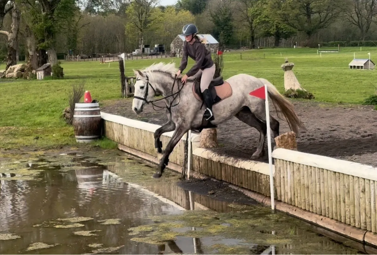 15.1 Irish Draught Gelding - Image 3