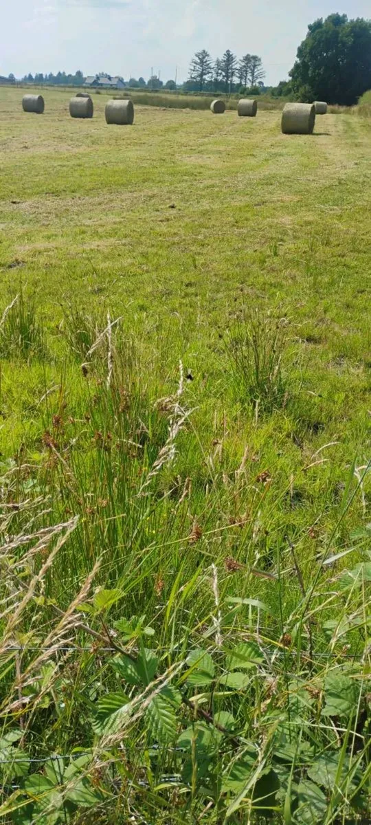 Bedding - Image 2