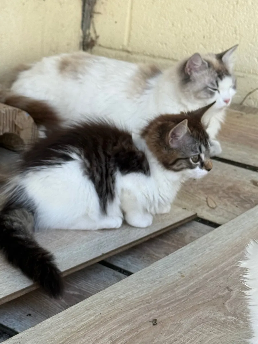 Cats - Image 2