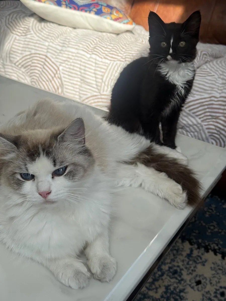 Cats - Image 3