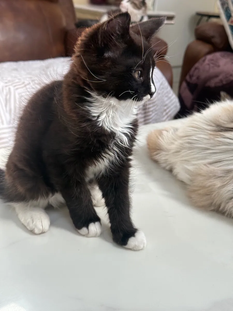 Cats - Image 4