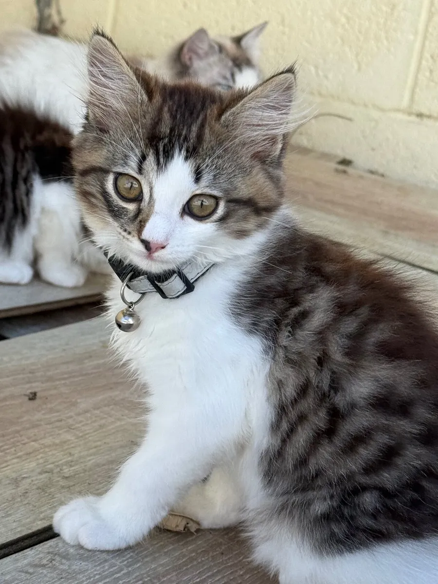 Cats - Image 1
