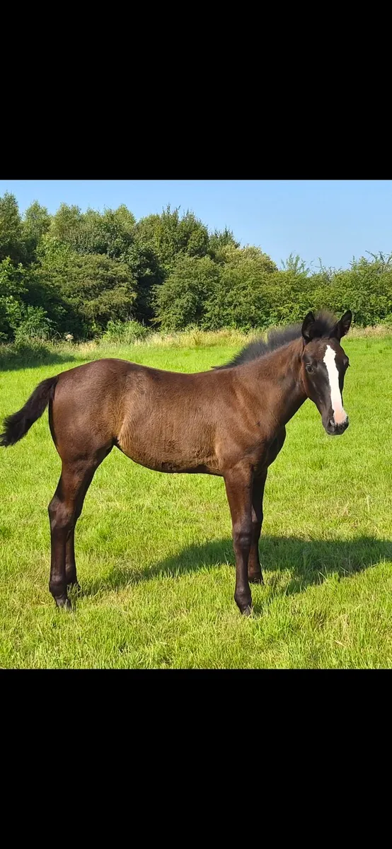 Sligo candy boy  filly