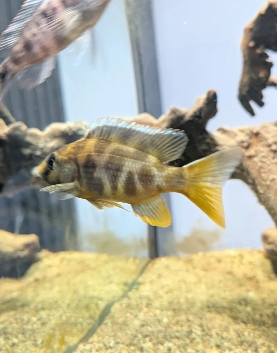 Giraffe hap cichlid