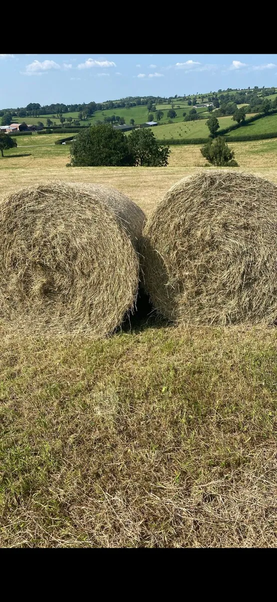 Top Quality Organic Hay for Sale!!!! - Image 2