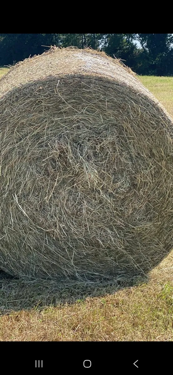 Top Quality Organic Hay for Sale!!!! - Image 1