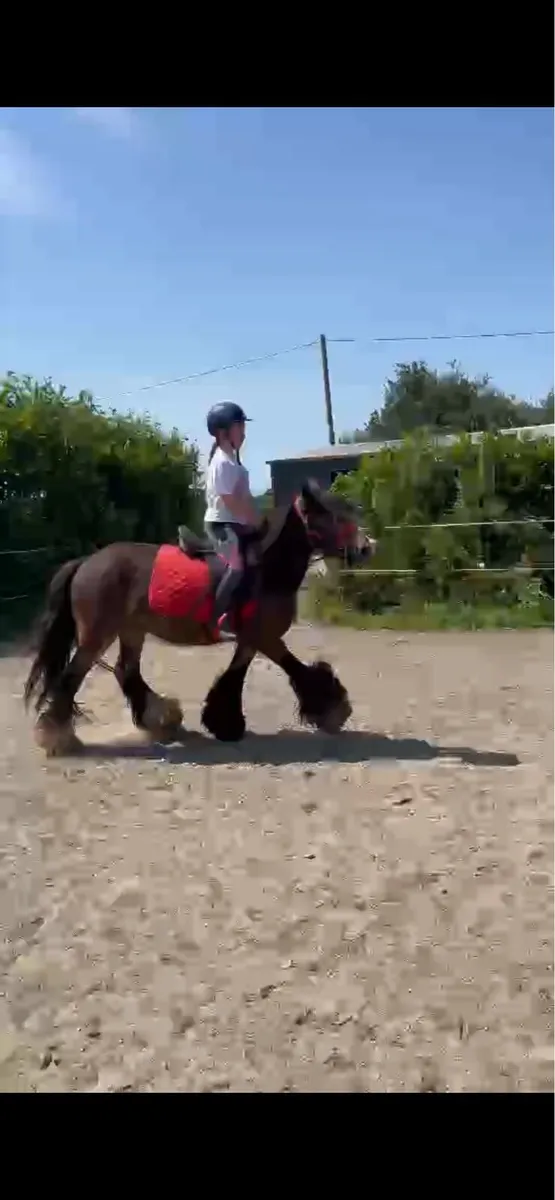 4 yr old Bay gelding - Image 1