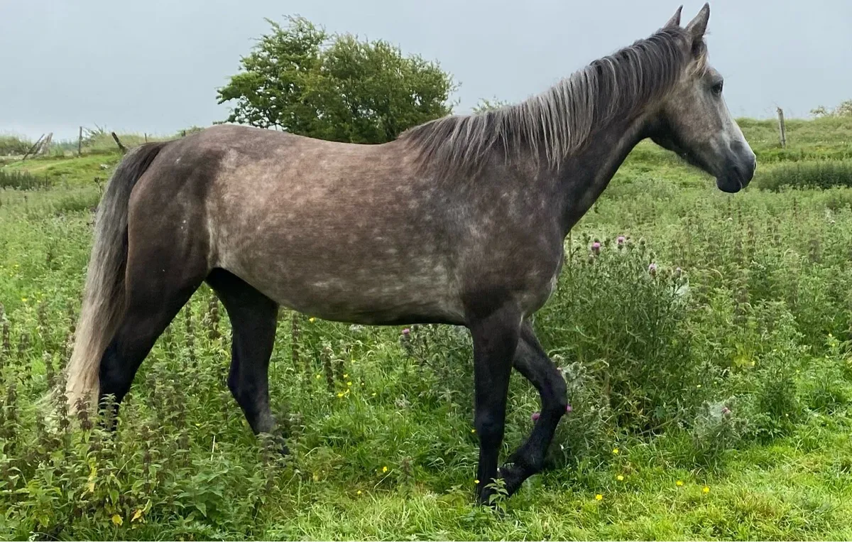 Connemara x - Image 1