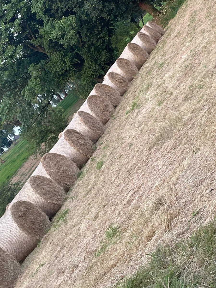 Hay - Image 1