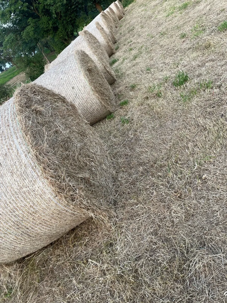 Hay - Image 2