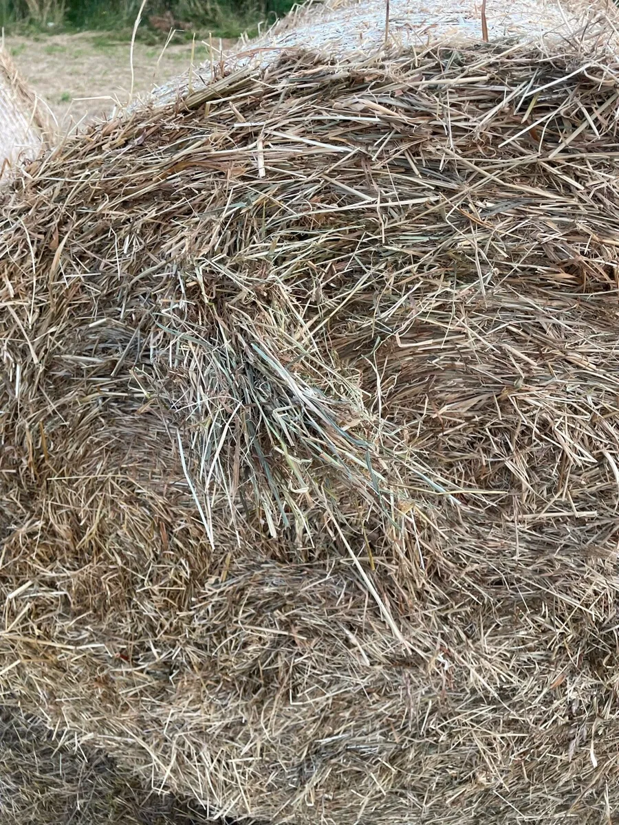 Hay - Image 3
