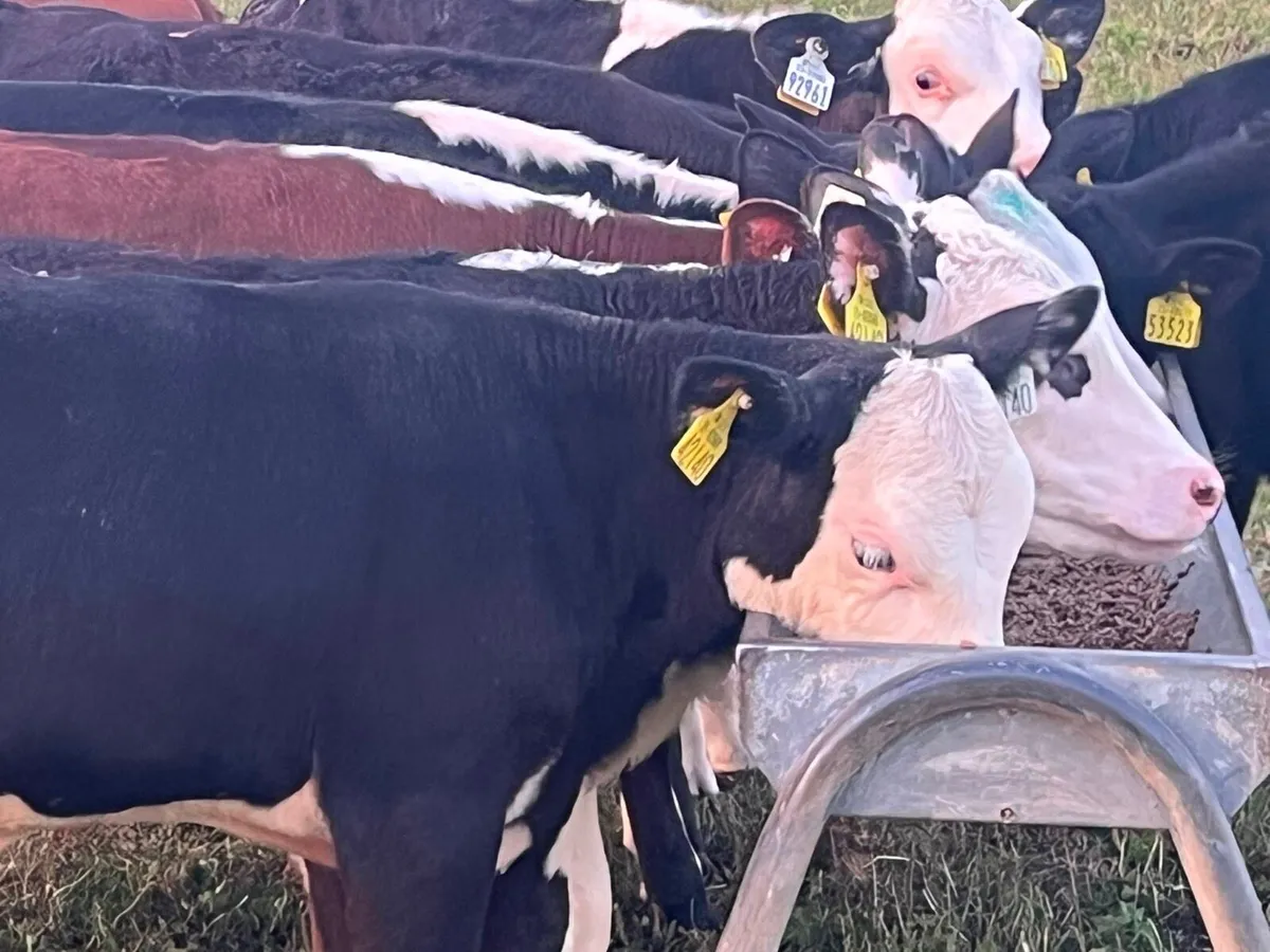 Reared Heifer Calves - Image 4