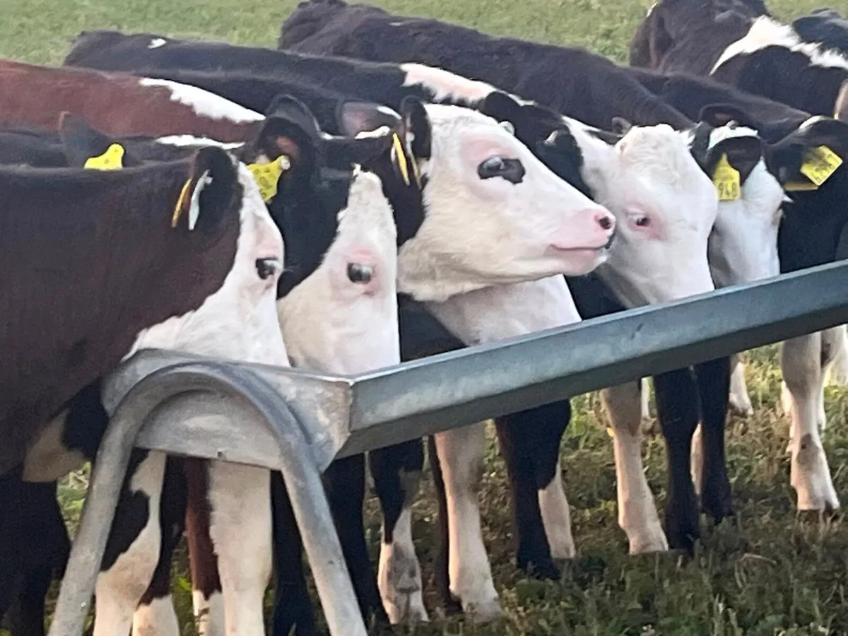 Reared Heifer Calves - Image 1