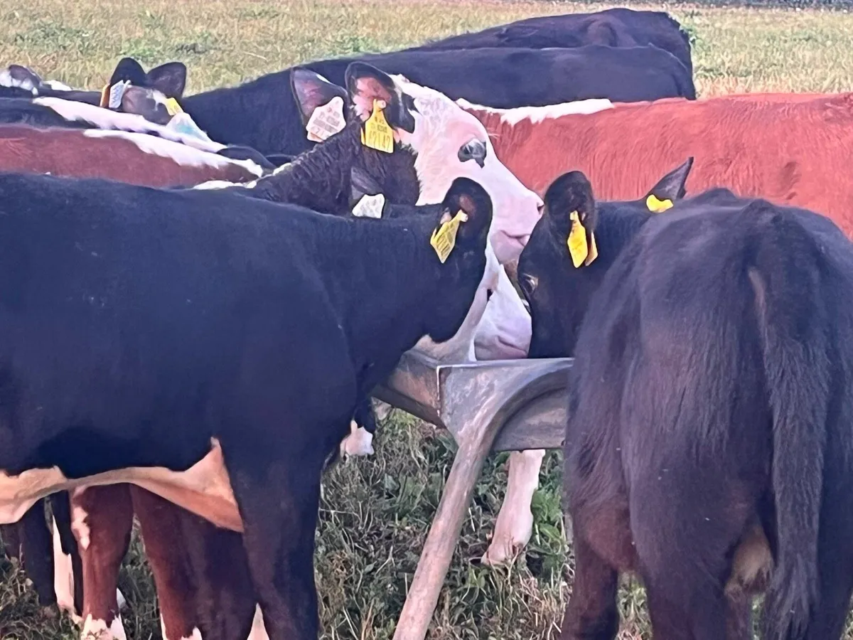 Reared Heifer Calves - Image 2
