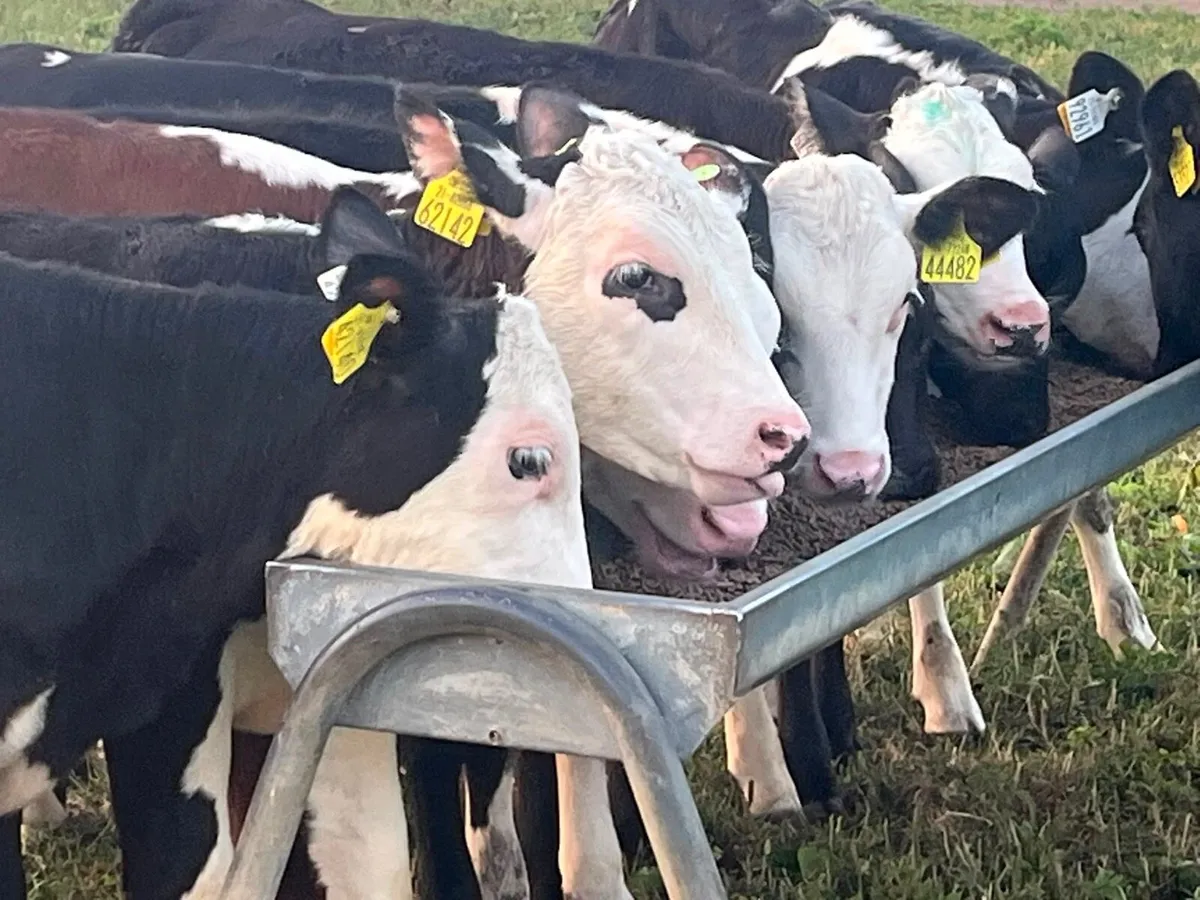 Reared Heifer Calves - Image 3