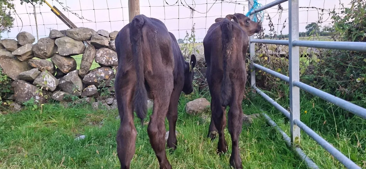 Angus Heifer Calves - Image 1