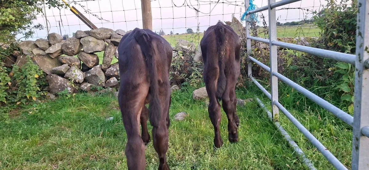 Angus Heifer Calves - Image 4