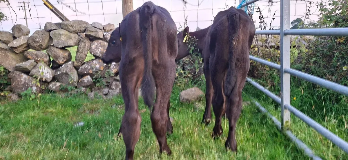 Angus Heifer Calves - Image 2