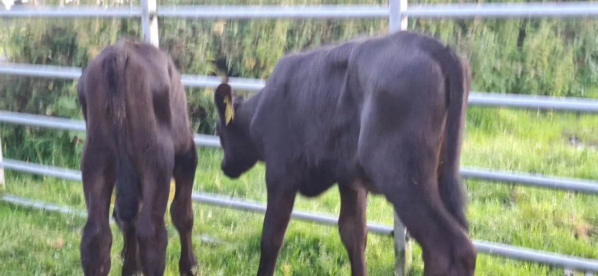 Angus Heifer Calves - Image 3