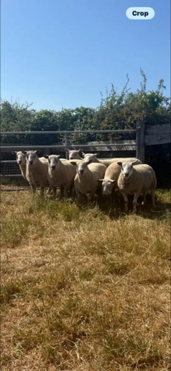 Pedigree Charollais Hogget Rams - Image 1