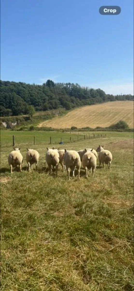 Pedigree Charollais Hogget Rams - Image 2