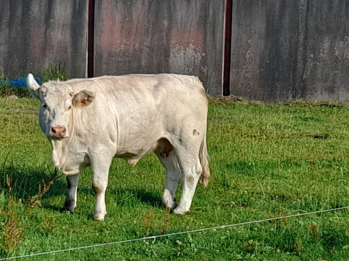 CHX Cow heifer - Image 1