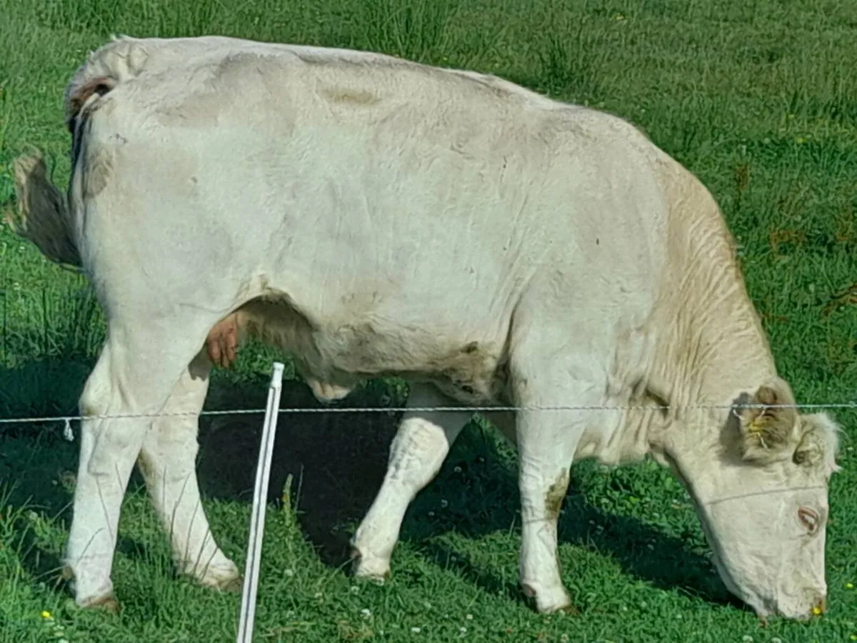 CHX Cow heifer - Image 4