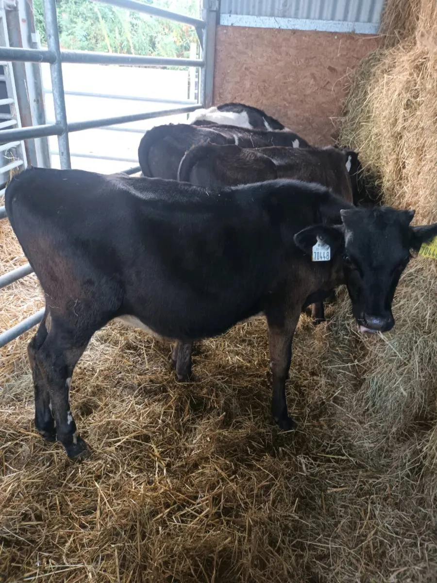 Fresian bull Weanlings x 4 - Image 3