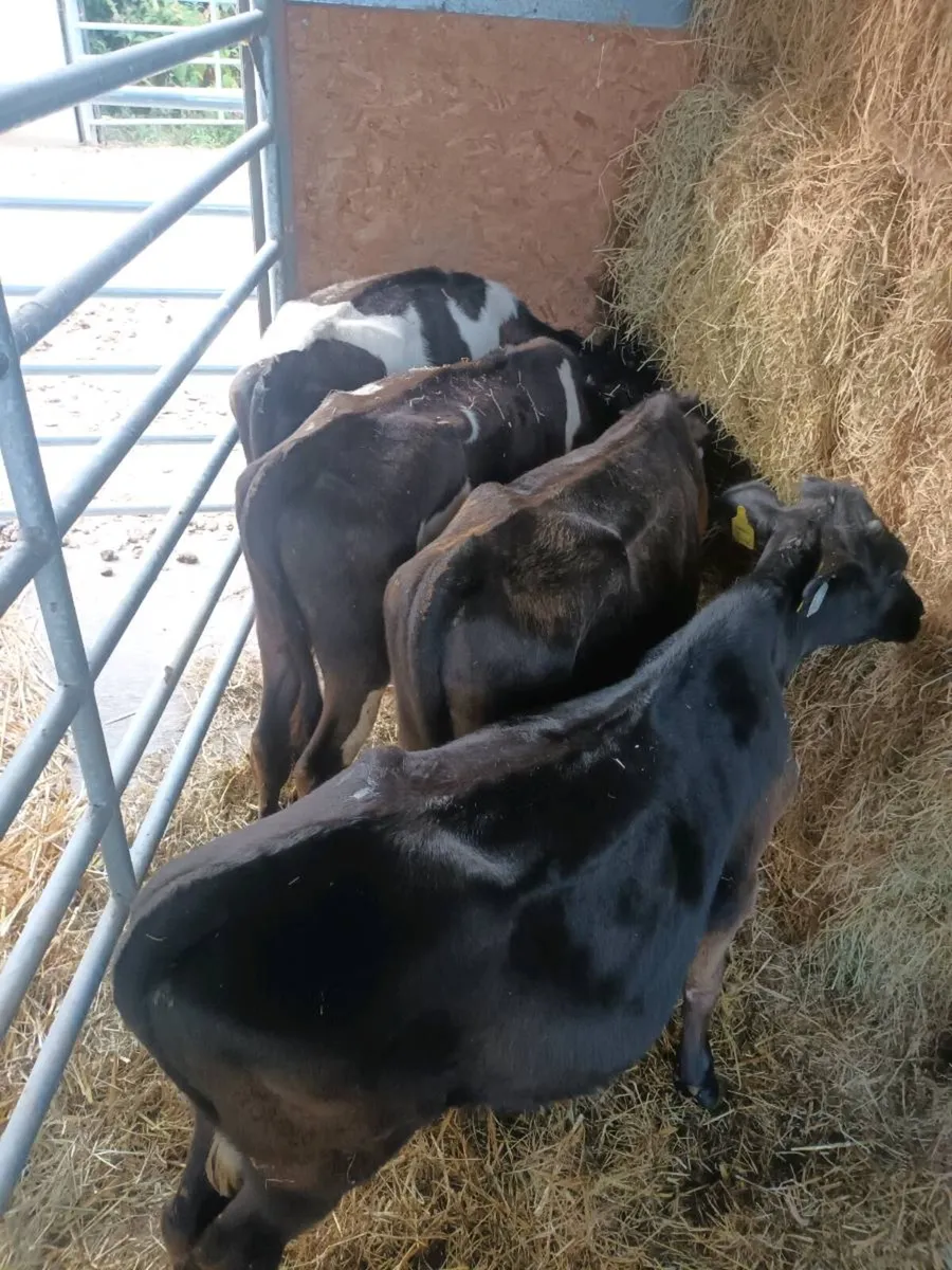 Fresian bull Weanlings x 4 - Image 4