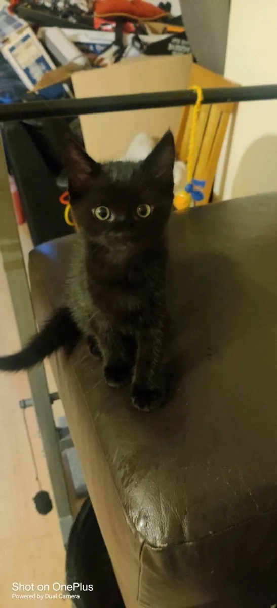 Kitten - Image 1