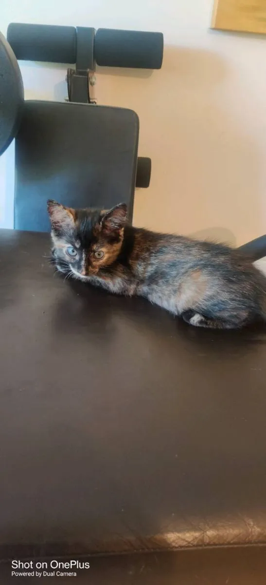 Kitten - Image 2