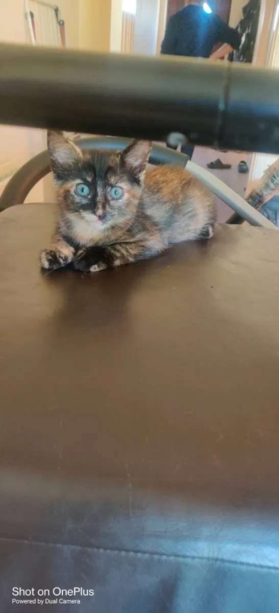 Kitten - Image 3
