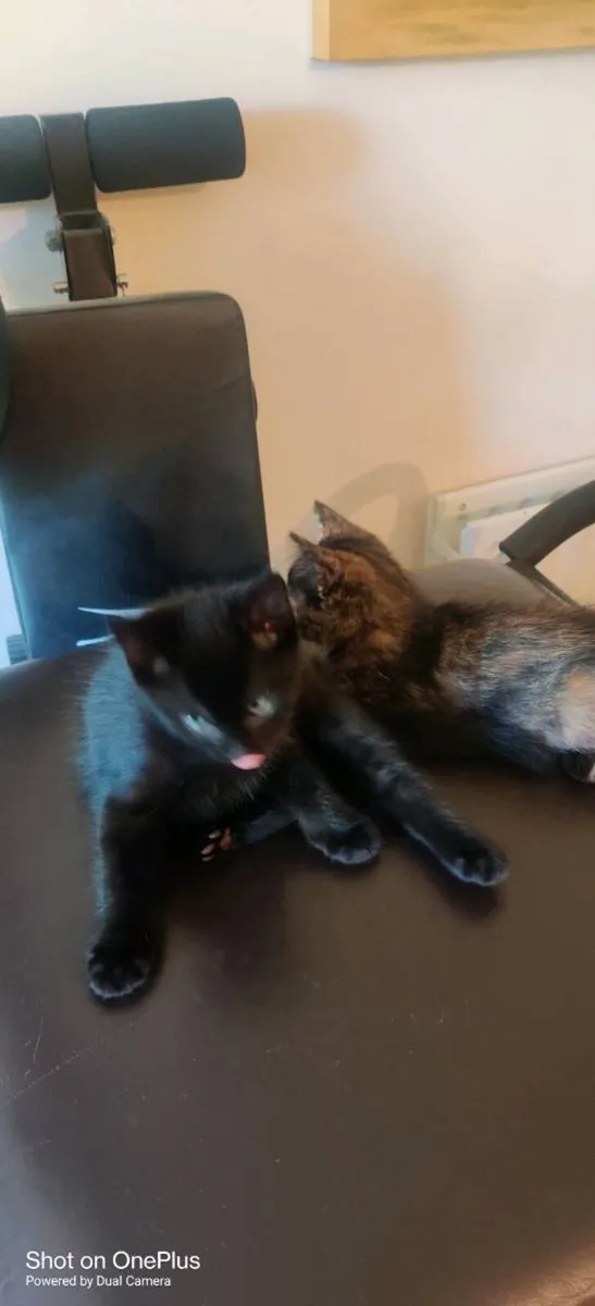 Kitten - Image 4